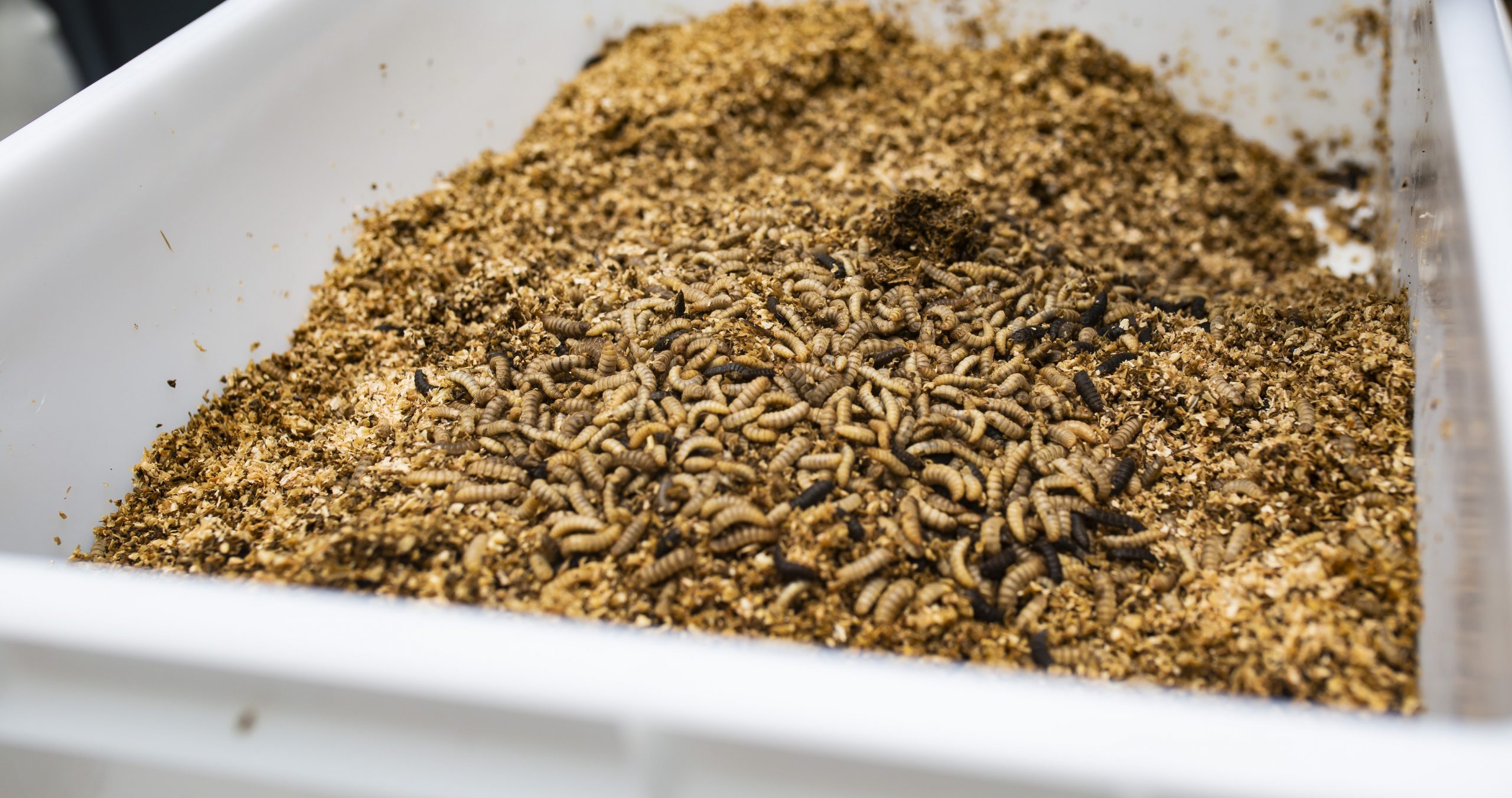 La vida de las larvas de moscas soldado negra: de comer biorresiduos al piensode los animales