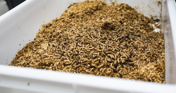 La tecnología murciana revoluciona el tratamiento de residuos con el uso de insectos